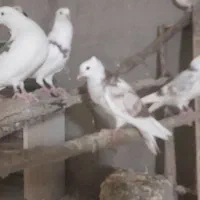 کبوتر هوما