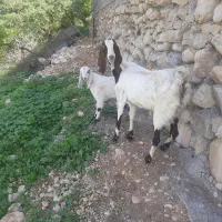 بز با کهره ی نر