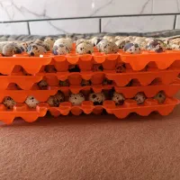 تخم بلدرچین خوراکی و نطفه دار|حیوانات مزرعه|نجف‌آباد, جوزدان|دیوار