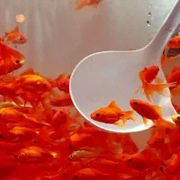 انواع ماهی قرمز ماهی عید