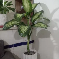 فروش گل اپارتمانی سالم