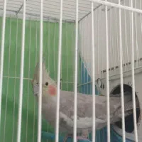 عروس هلندی|پرنده|مشهد, کوثر|دیوار