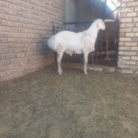 بره قوچی در تربت جام|حیوانات مزرعه|تربت جام, کاریز نو سفلی|دیوار