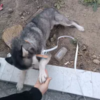 فروش سگ هاسکی