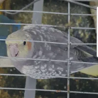 طوطی|پرنده|اندیمشک, |دیوار