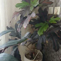 گل طبیعی|گل و گیاه طبیعی|فردیس, قریشی|دیوار