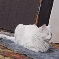 گربه خانگی|گربه|اسلام‌شهر, شهرک قائمیه|دیوار