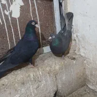 سوسنی دمسفید شمعک تخت کال پاصاف چشم نوک سفید .