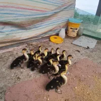 اوردک ژاپنی ۱ ماهه ۱۶ عدد