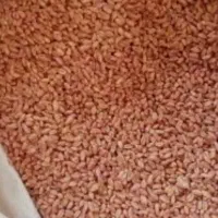 بذر گندم تکتاز