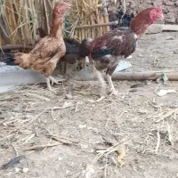 خروس