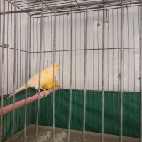 پرنده|پرنده|روانسر, |دیوار