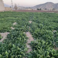 فروش نیم هکتار سبزی خورشت
