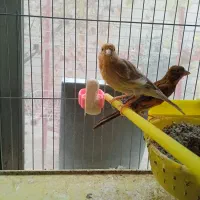 قناری بلند نر و ماده و رسمی با دو تا جوجه جوان