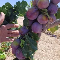 باغ-امیریه-ویو-شاهوار-یکی-از-بهترین-لوکیشنها