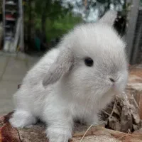 خرگوش مینی لوپی ترکیش