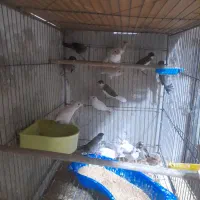 فنچ گلدین بنگالی ستاره ای زبرا گینگ و معمولی|پرنده|فردوسیه, |دیوار