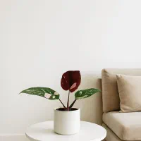 گل فیلودندرون پینک پرنسس ارسال رایگان + هدیه‌|گل و گیاه طبیعی|مشهد, خرم آباد|دیوار