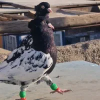 کله سیاه نروماده