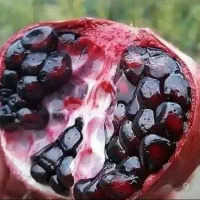 تولید کننده نهال درخت نهالستان انار انجیر گردو ..