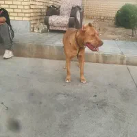 سگ پیتبول|سگ|سبزوار, قصبه غربی|دیوار