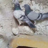 نر و ماده آلمانی|پرنده|تربتحیدریه, بالا ولایت|دیوار