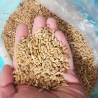 فروش گندم درجه یک برداشت امسالی