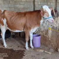 تلیسه سیمینتال ۸ماه ابستن گاو، گوساله|حیوانات مزرعه|کرمانشاه, |دیوار