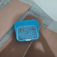 جایی دست شویی خر گوش