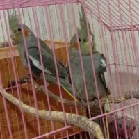 عروس هلندی