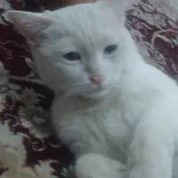 گربه سفید گم شده