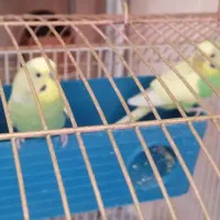 فروش دو عدد مرغ عشق با قفس