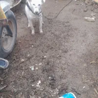 واگذاری سگ پاکوتاه خوشگل