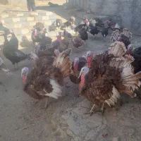 فروش بوقلمون