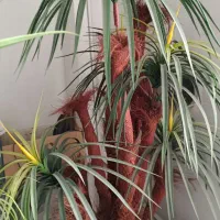 دو عدد درخت کاج فروشی