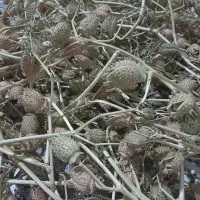 بذرگیاه باستانی تاتوره|حراج|آشخانه, |دیوار