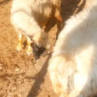 3تا میش چاق