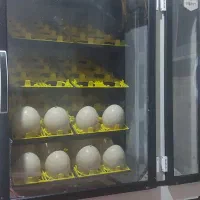 دستگاه جوجه کشی شترمرغ ۶۴ تایی