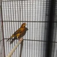 قناری نر بخوان
