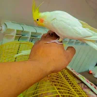 طوطی عروس هلندی