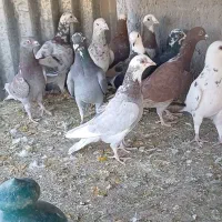 دورگ و پلاکی|پرنده|پیر بکران, |دیوار