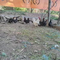 خروس