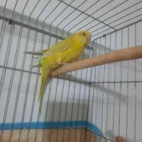 مرغ عشق ماده|پرنده|زرقان, |دیوار