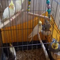 جوجه عروس هلندی ماده نژاد لوتینو