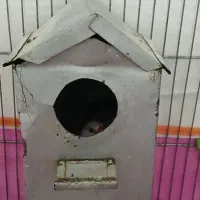 فنچ نرگسی|پرنده|قم, پردیسان|دیوار