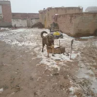 سگ فروشی|سگ|بناب, |دیوار