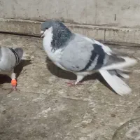 کفتر رنگه|پرنده|مشهد, نوید|دیوار