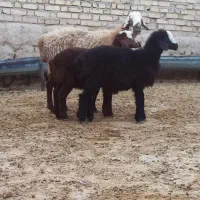1راس میش دوقلو زا ، میش بره دار، گوسفند بره