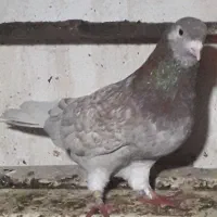 کبوترغریبگیری