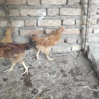 جوجه مرغ محلی سه ماهه دوتاش خروس وچهارتای دیگه مرغ